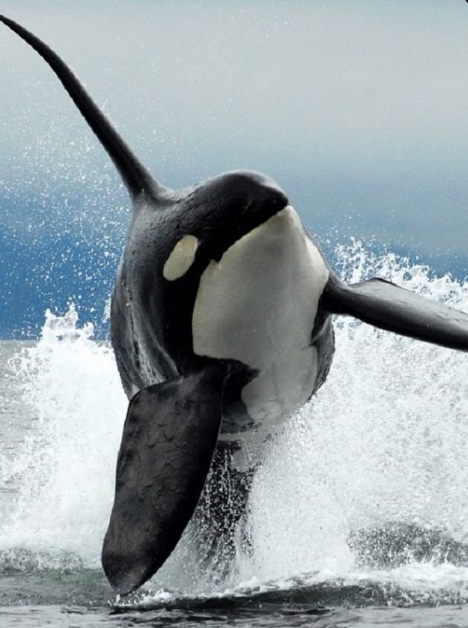 Captura de tela 9 12 2025 15592 br.pinterest.com 1